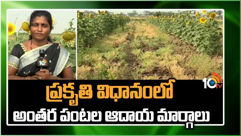 Success Story Of Organic Farmer By Farmer Manohara Chari