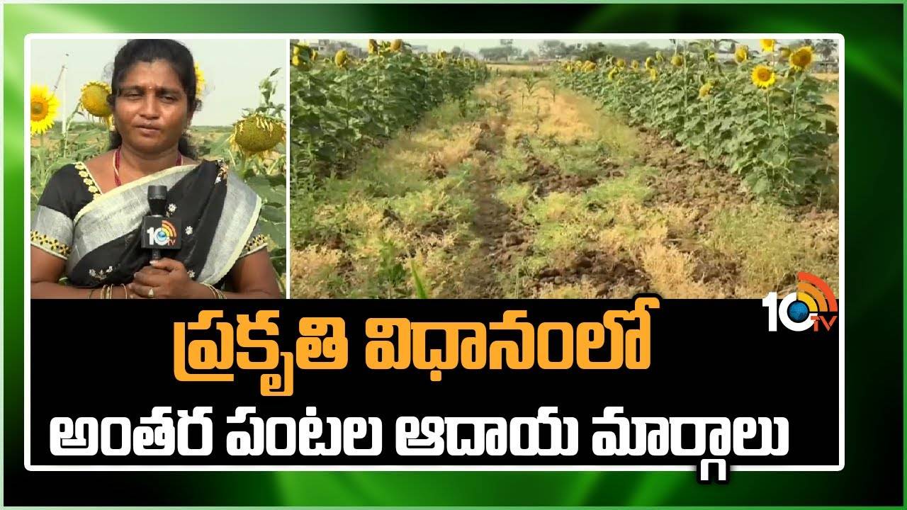 Organic Farmer : ప్రకృతి విధానంలో అంతర పంటల సాగు Organic Farmer : ప్రకృతి విధానంలో అంతర పంటల సాగు