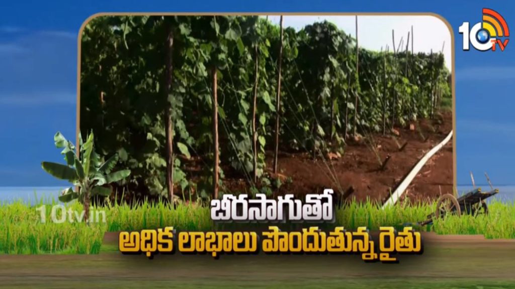 Success Story of Nellore District Farmer who getting high profits from Ridge Gourd Cultivation