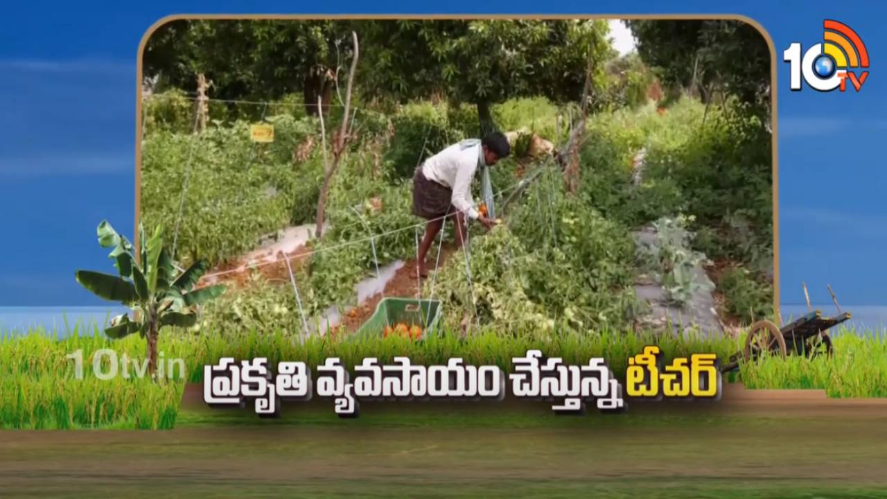 Organic Farming : ప్రకృతి వ్యవసాయం చేస్తున్న టీచర్.. అంతర పంటల సాగుతో అధిక ఆదాయం Organic Farming : ప్రకృతి వ్యవసాయం చేస్తున్న టీచర్.. అంతర పంటల సాగుతో అధిక ఆదాయం