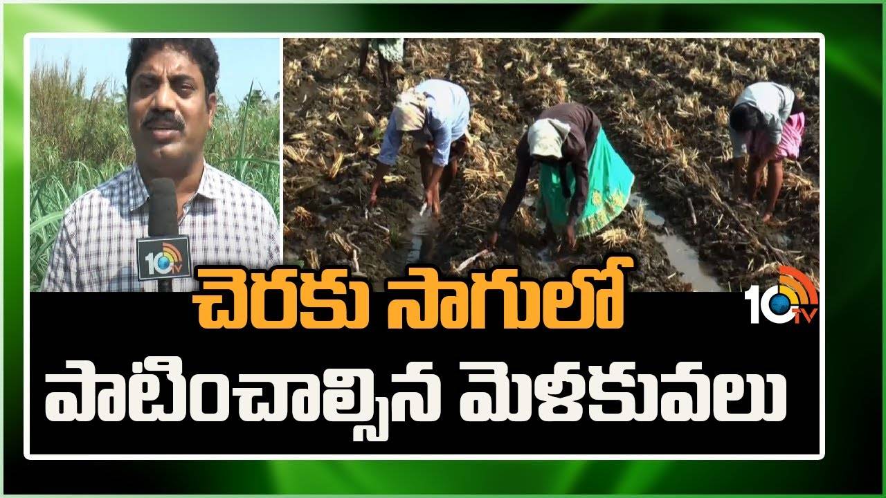 Sugarcane Cultivation : చెరకు సాగులో పాటించాల్సిన మెళకువలు.. అధిక దిగుబడులకు పాటించాల్సిన జాగ్రత్తలు Sugarcane Cultivation : చెరకు సాగులో పాటించాల్సిన మెళకువలు.. అధిక దిగుబడులకు పాటించాల్సిన జాగ్రత్తలు