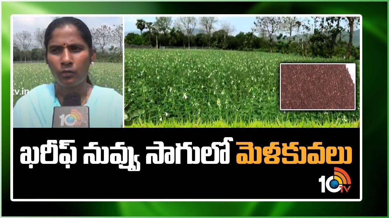 Sesame Cultivation : ఖరీఫ్కు అనువైన నువ్వు రకాలు.. అధిక దిగుబడులకు సాగులో మేలైన యాజమాన్యం Sesame Cultivation : ఖరీఫ్కు అనువైన నువ్వు రకాలు.. అధిక దిగుబడులకు సాగులో మేలైన యాజమాన్యం