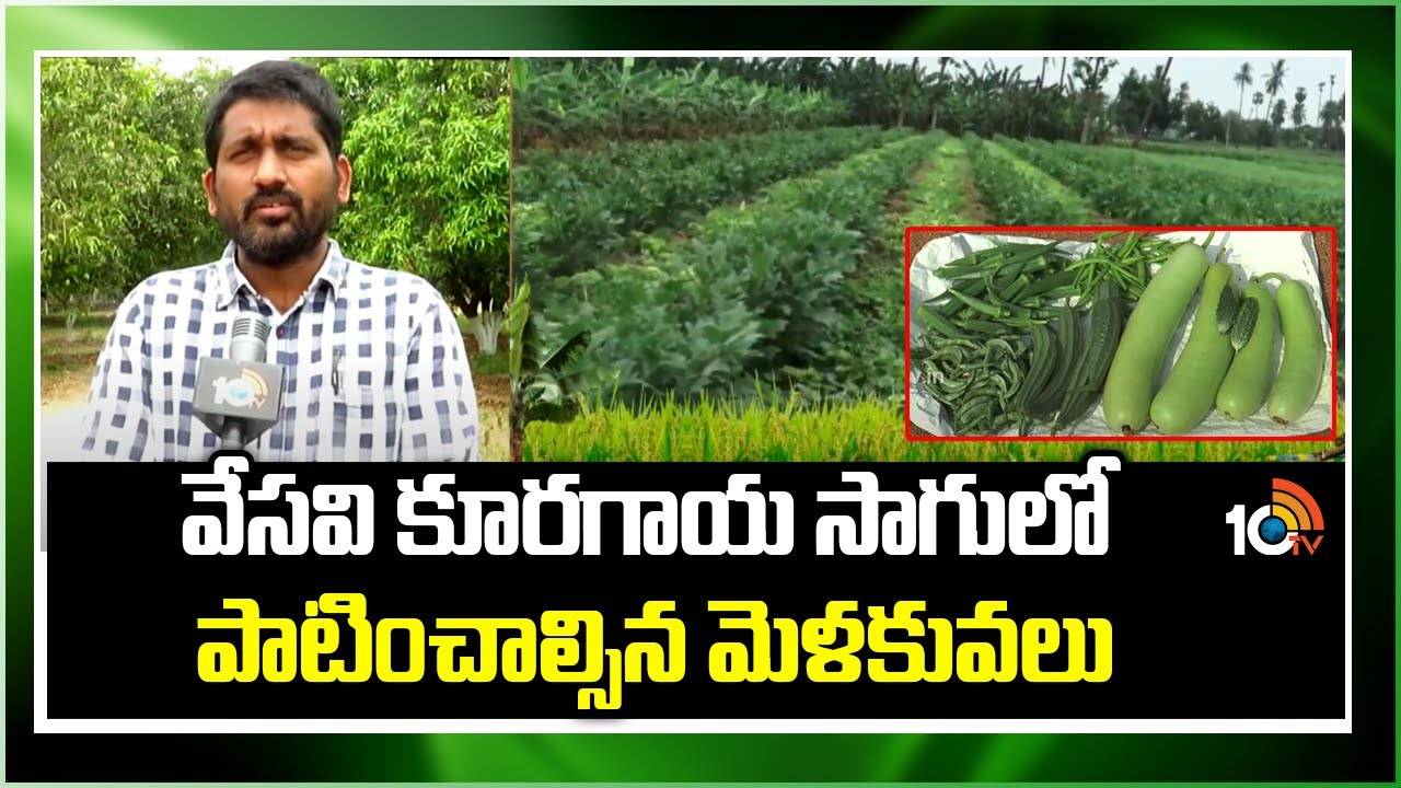 Vegetable Cultivation : వేసవి కూరగాయ సాగులో పాటించాల్సిన మెళకువలు Vegetable Cultivation : వేసవి కూరగాయ సాగులో పాటించాల్సిన మెళకువలు