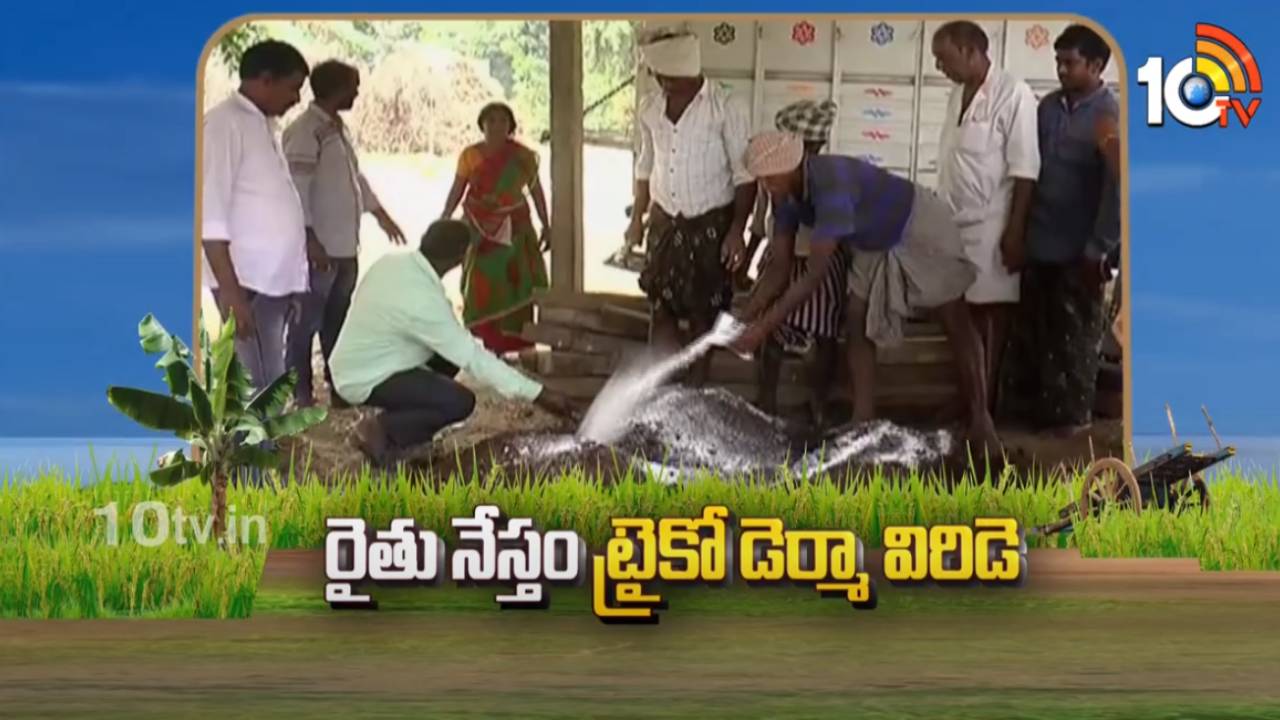 Trichoderma Viride : శిలీంధ్రానికి శిలీంధ్రమే విరుగుడు – రైతు నేస్తంగా మారిన ట్రైకోడెర్మా విరిడె Trichoderma Viride : శిలీంధ్రానికి శిలీంధ్రమే విరుగుడు – రైతు నేస్తంగా మారిన ట్రైకోడెర్మా విరిడె