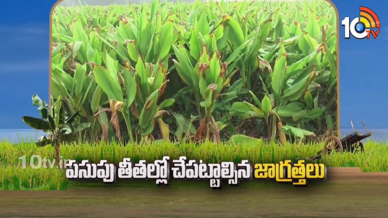 Turmeric Farming : పసుపు తీతలో తీసుకోవాల్సిన జాగ్రత్తలు.. నాణ్యమైన పసుపు ఉత్పత్తితో అధిక ధర Turmeric Farming : పసుపు తీతలో తీసుకోవాల్సిన జాగ్రత్తలు.. నాణ్యమైన పసుపు ఉత్పత్తితో అధిక ధర