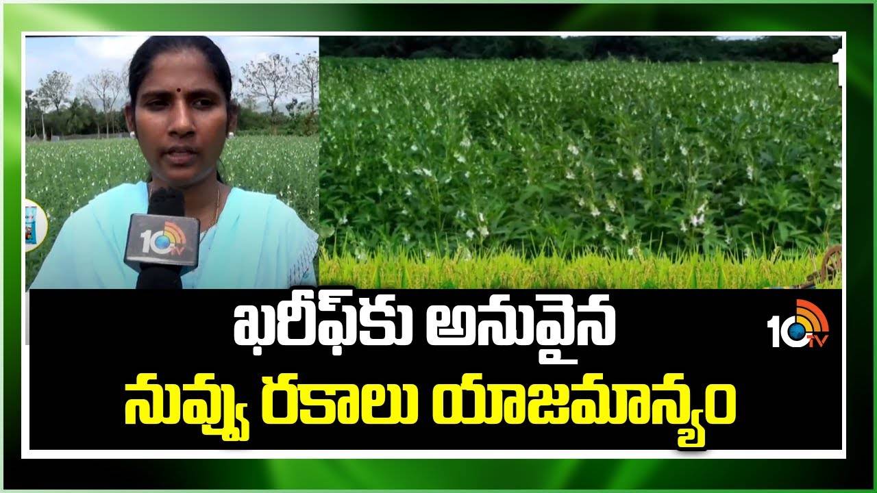 Sesame Kharif Season : ఖరీఫ్కు అనువైన నువ్వు రకాలు యాజమాన్యం Sesame Kharif Season : ఖరీఫ్కు అనువైన నువ్వు రకాలు యాజమాన్యం