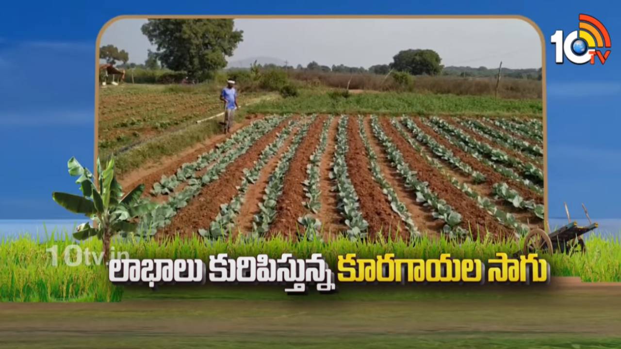 Vegetable Cultivation : లాభాలు కురిపిస్తున్న కూరగాయల సాగు Vegetable Cultivation : లాభాలు కురిపిస్తున్న కూరగాయల సాగు