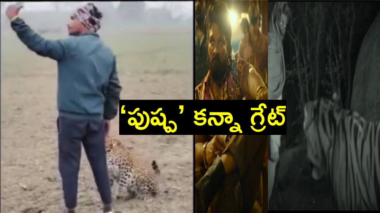 Viral Video: ఎంత ధైర్యం.. దూసుకొచ్చిన పులితో సెల్ఫీ తీసుకున్న యువకుడు Viral Video: ఎంత ధైర్యం.. దూసుకొచ్చిన పులితో సెల్ఫీ తీసుకున్న యువకుడు