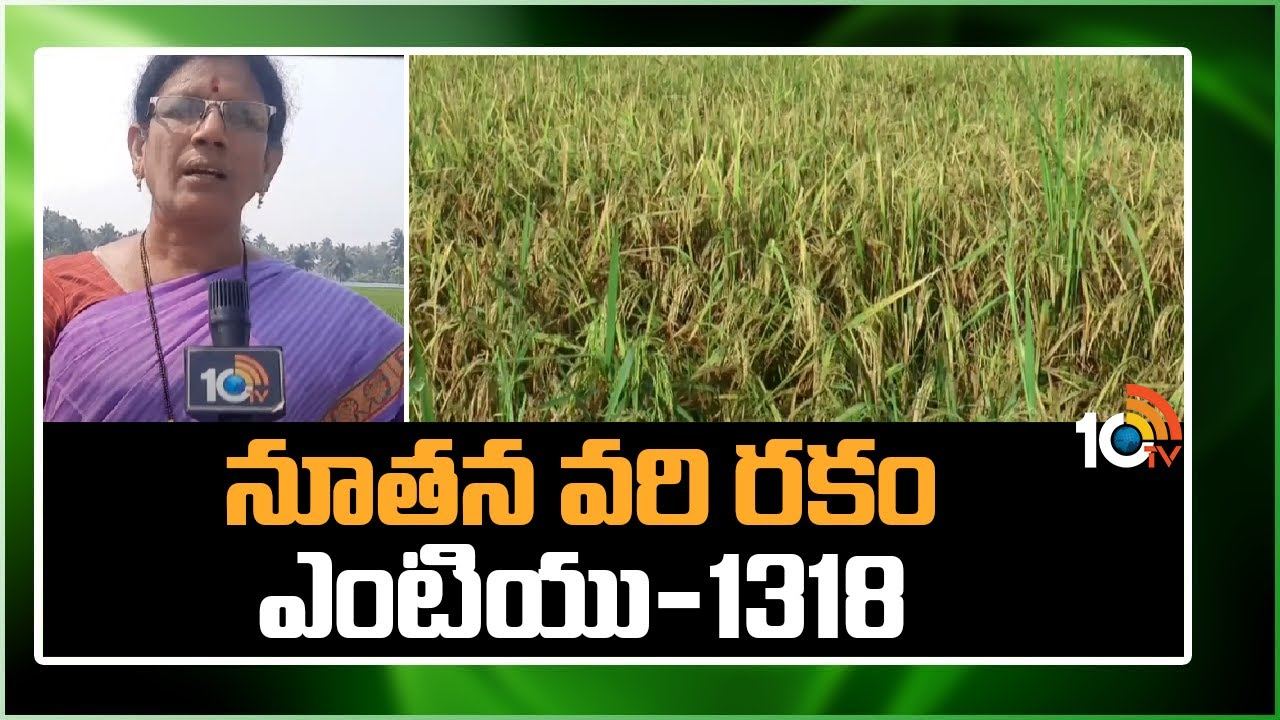 Paddy Variety : స్వర్ణకు ప్రత్యామ్నాయంగా నూతన వరి రకం ఎంటియు-1318