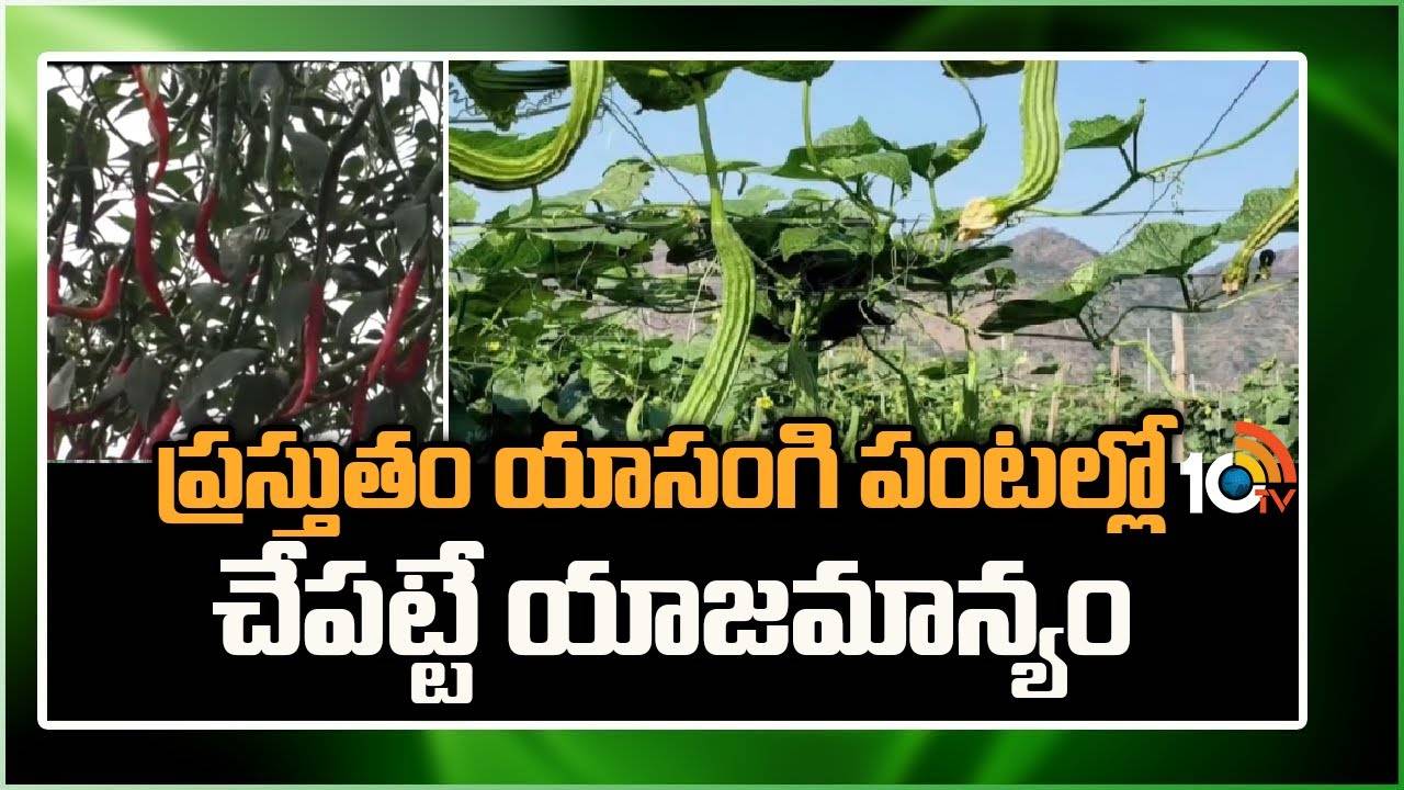 Rabi Crops : ప్రస్తుతం యాసంగి పంటల్లో చేపట్టే యాజమాన్యం Rabi Crops : ప్రస్తుతం యాసంగి పంటల్లో చేపట్టే యాజమాన్యం