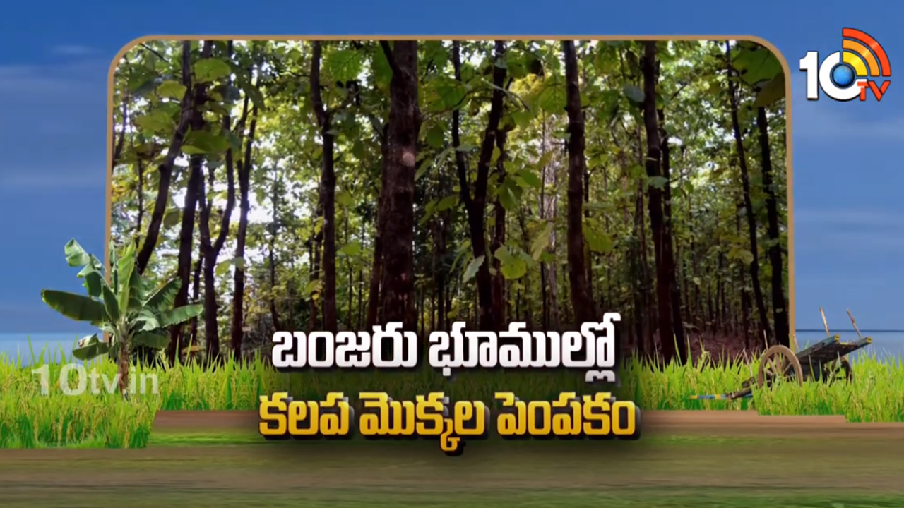 బంజరు భూముల్లో వృక్షాల పెంపకం.. ధీర్ఘకాలిక కలపతో అధిక ఆదాయం బంజరు భూముల్లో వృక్షాల పెంపకం.. ధీర్ఘకాలిక కలపతో అధిక ఆదాయం