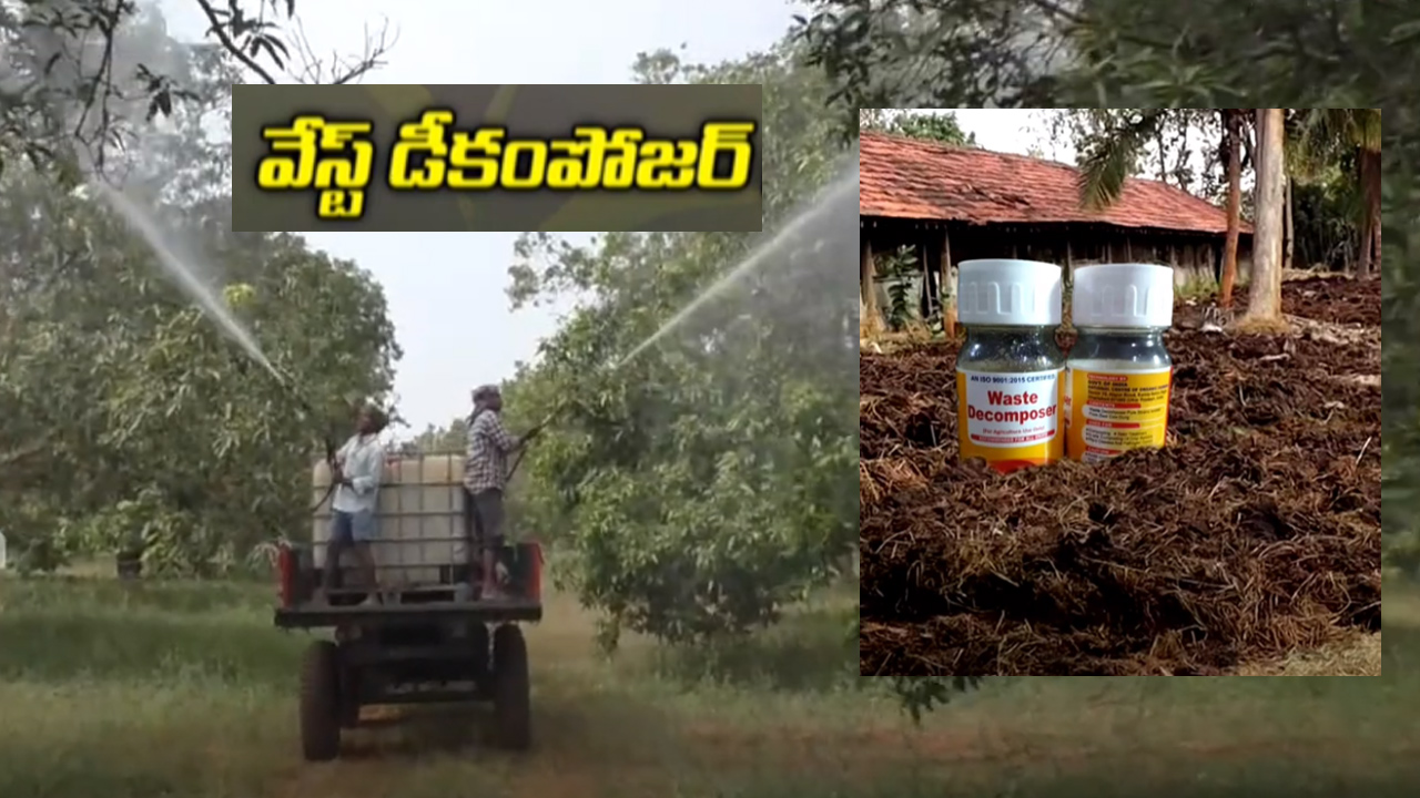 సేద్యానికి వరప్రదాయిని వేసట్ డీ కంపోజర్.. తెగుళ్లకు చెక్ సేద్యానికి వరప్రదాయిని వేసట్ డీ కంపోజర్.. తెగుళ్లకు చెక్