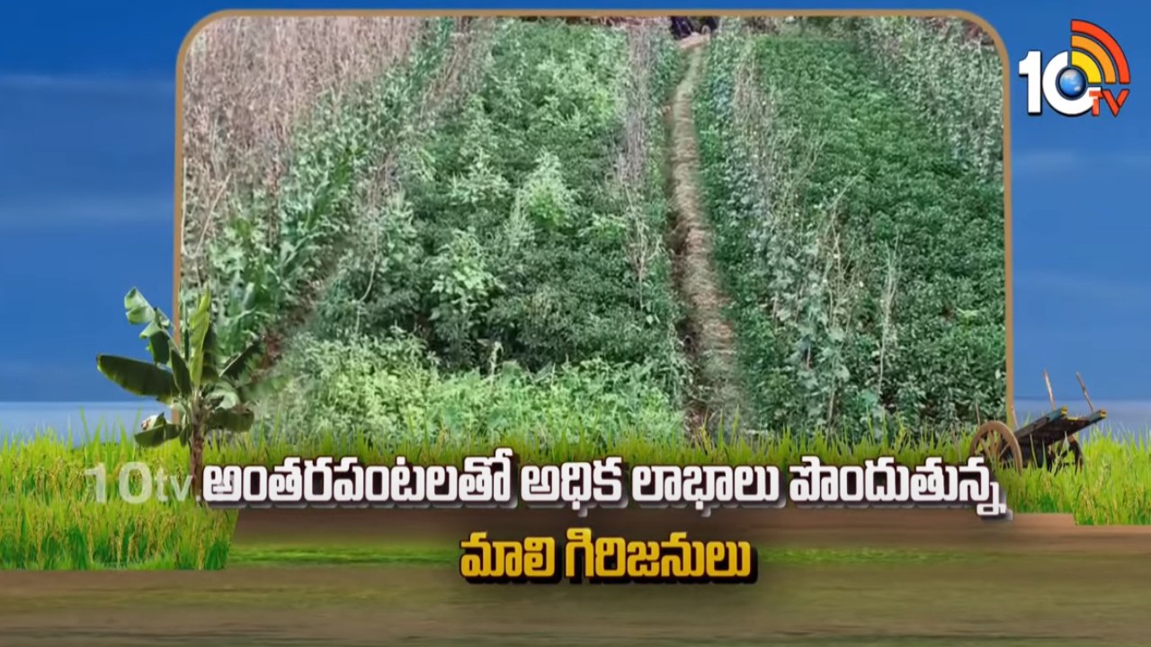 Agri Tips : అంతరపంటలతో అధిక లాభాలు పొందుతున్న మాలి గిరిజనులు Agri Tips : అంతరపంటలతో అధిక లాభాలు పొందుతున్న మాలి గిరిజనులు
