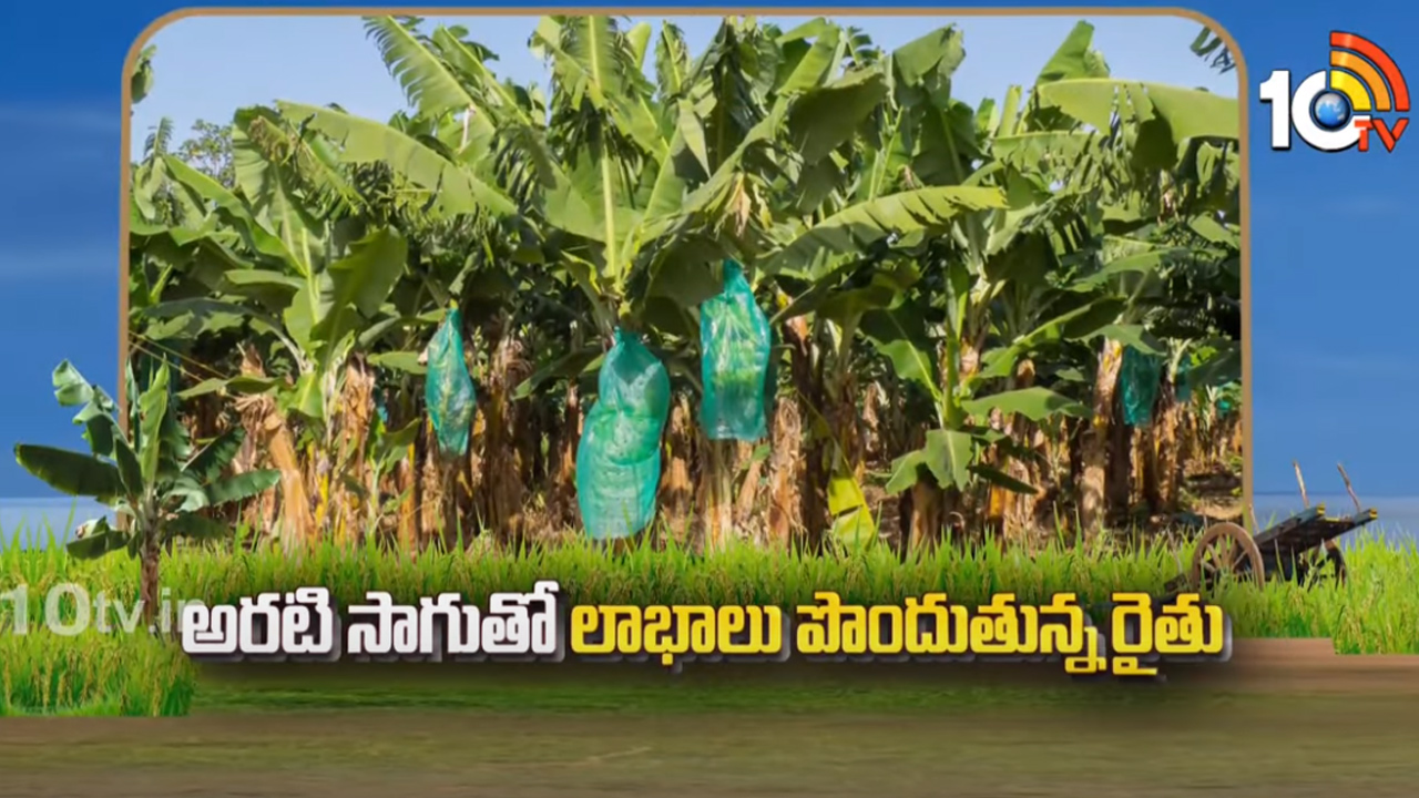 ప్రయోగాత్మకంగా అరటి సాగు.. ఎకరాకు లక్ష రూపాయల పెట్టుబడి.. రూ. 2 లక్షల నికరలాభం ప్రయోగాత్మకంగా అరటి సాగు.. ఎకరాకు లక్ష రూపాయల పెట్టుబడి.. రూ. 2 లక్షల నికరలాభం