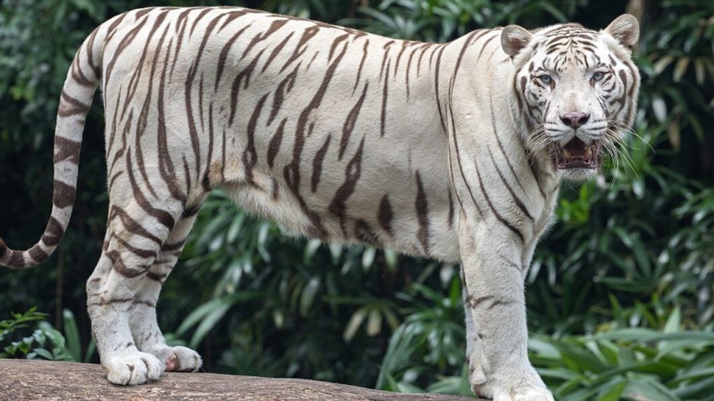 Bengal white tiger dies at Nehru Zoo Park Today