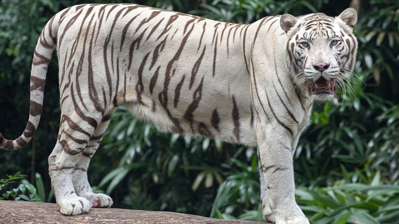 Bengal Tiger : అనారోగ్య సమస్యలతో నెహ్రూ జూ పార్క్లో బెంగాల్ టైగర్ మృతి.. Bengal Tiger : అనారోగ్య సమస్యలతో నెహ్రూ జూ పార్క్లో బెంగాల్ టైగర్ మృతి..