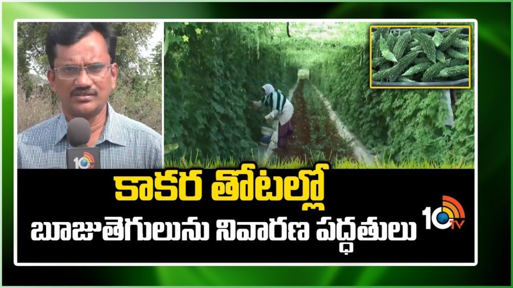 Bitter Gourd Farming Techniques