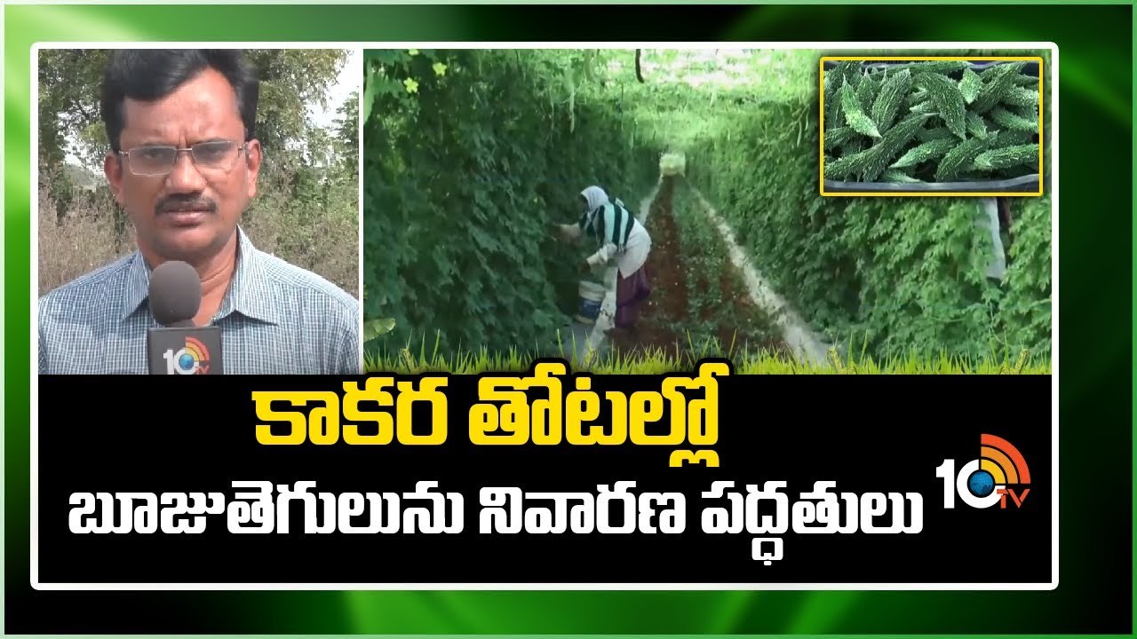Bitter Gourd Farming : కాకర తోటల్లో బూజు తెగులును నివారణ పద్ధతులు Bitter Gourd Farming : కాకర తోటల్లో బూజు తెగులును నివారణ పద్ధతులు