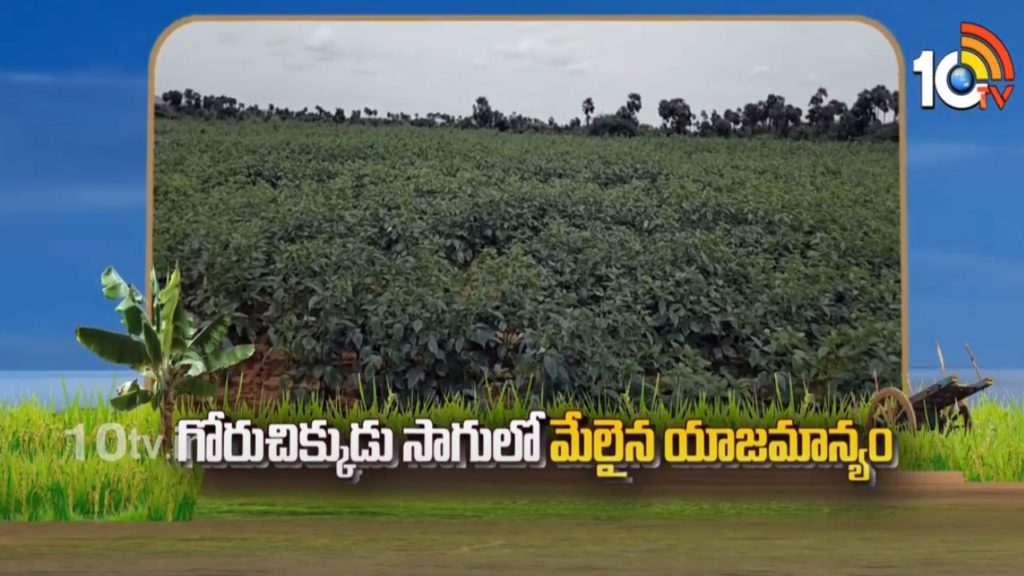 Cluster Beans Cultivation Guide