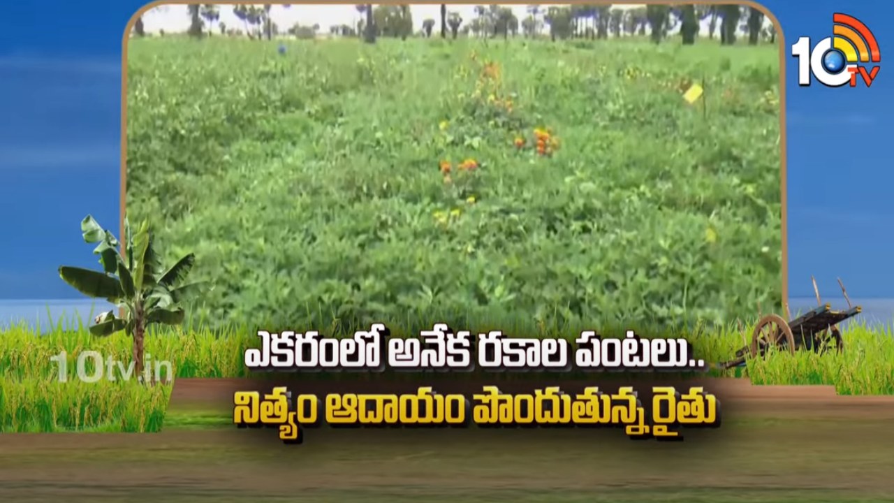 Crops Acre Farmer : ఎకరంలో అనేక రకాల పంటలు.. నిత్యం ఆదాయం పొందుతున్న రైతు Crops Acre Farmer : ఎకరంలో అనేక రకాల పంటలు.. నిత్యం ఆదాయం పొందుతున్న రైతు