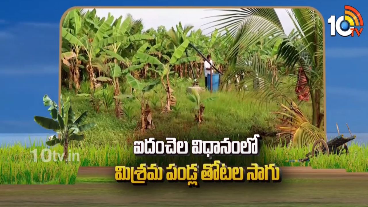 Cultivation of Fruits : ఐదంచెల విధానంలో మిశ్రమ పండ్ల తోటల సాగు Cultivation of Fruits : ఐదంచెల విధానంలో మిశ్రమ పండ్ల తోటల సాగు