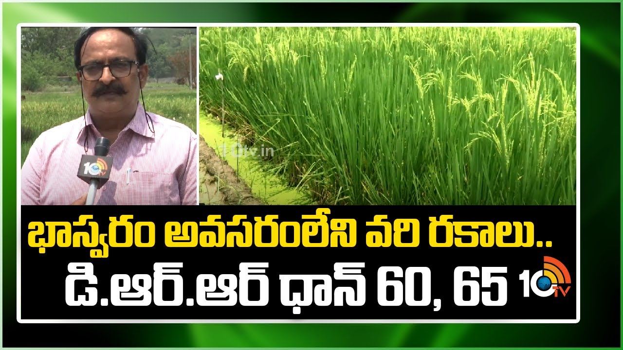 DRR Dhan 65 Paddy : భాస్వరం అవసరంలేని వరి రకాలు.. డి.ఆర్.ఆర్ ధాన్ 60, 65 DRR Dhan 65 Paddy : భాస్వరం అవసరంలేని వరి రకాలు.. డి.ఆర్.ఆర్ ధాన్ 60, 65