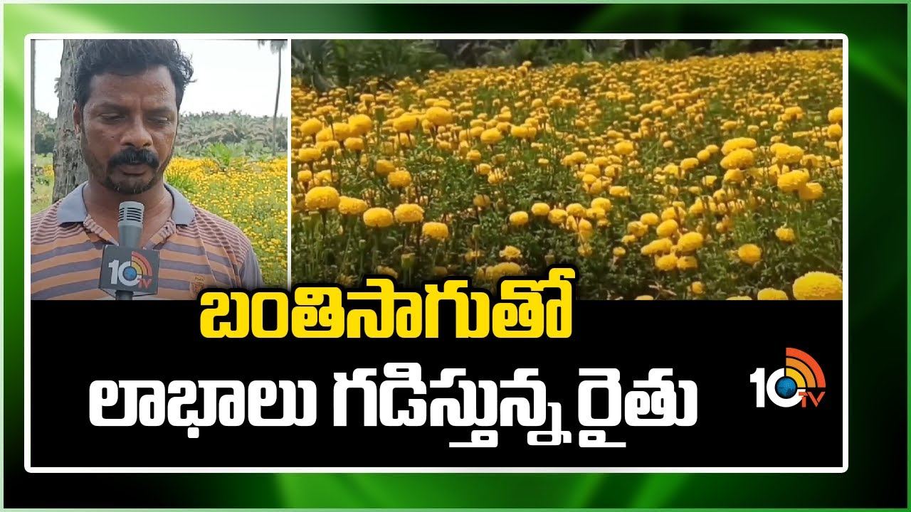 Marigold Cultivation : పామాయిల్ తోటలో అంతర పంటగా బంతిపూల సాగు.. లాభాలు గడిస్తున్న రైతు