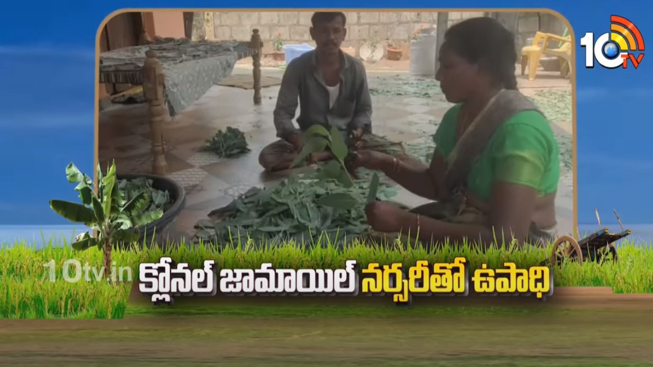Clonal Jamoil Nursery : క్లోనింగ్ విధానంలో జామాయిల్ నర్సరీ – అధిక ఆదాయం పొందుతున్న రైతు Clonal Jamoil Nursery : క్లోనింగ్ విధానంలో జామాయిల్ నర్సరీ – అధిక ఆదాయం పొందుతున్న రైతు