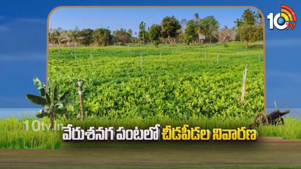 Extensive Groundnut Cultivation in Telugu states prevention of crop pests