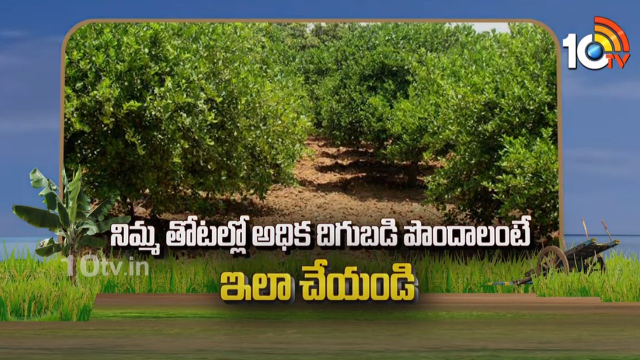 Lemon Farming : అధిక దిగుబడినిచ్చే నిమ్మ రకాలు – సాగులో మెళకువులు Lemon Farming : అధిక దిగుబడినిచ్చే నిమ్మ రకాలు – సాగులో మెళకువులు