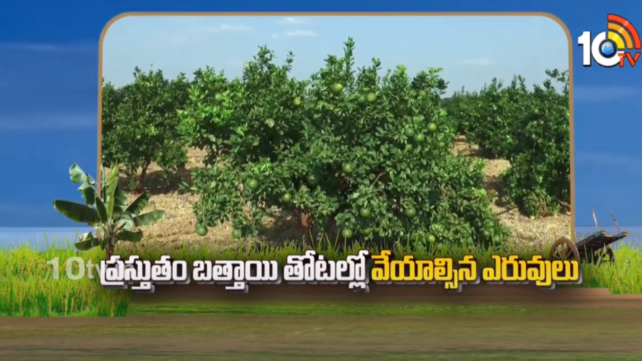 Orange Cultivation : ప్రస్తుతం బత్తాయి తోటల్లో వేయాల్సిన ఎరువులు Orange Cultivation : ప్రస్తుతం బత్తాయి తోటల్లో వేయాల్సిన ఎరువులు