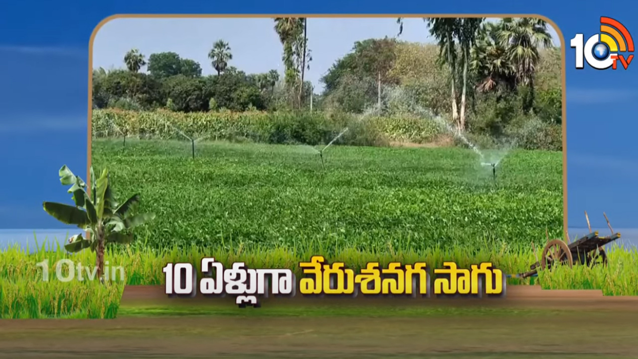 లాభాలు పండిస్తున్న వేరుశనగ పంట.. తక్కువ సమయంలోనే పంట చేతికి లాభాలు పండిస్తున్న వేరుశనగ పంట.. తక్కువ సమయంలోనే పంట చేతికి