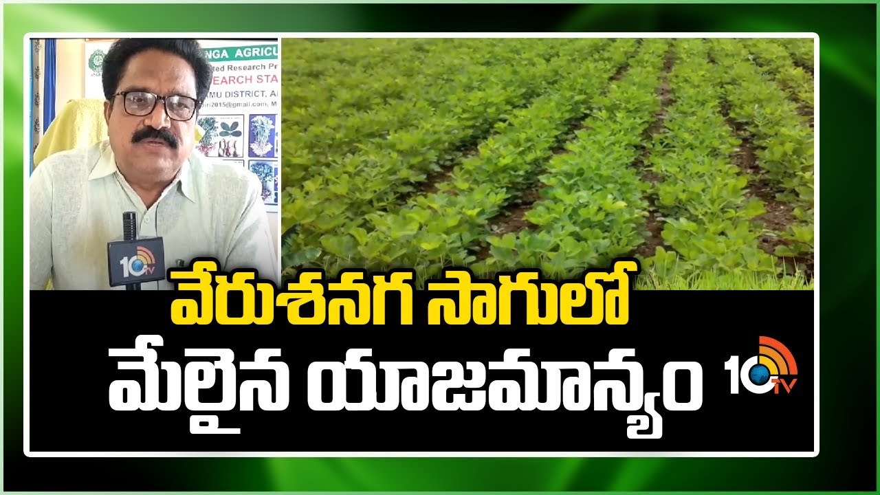Groundnut Cultivation : వేరుశనగ సాగులో మేలైన యాజమాన్యం Groundnut Cultivation : వేరుశనగ సాగులో మేలైన యాజమాన్యం