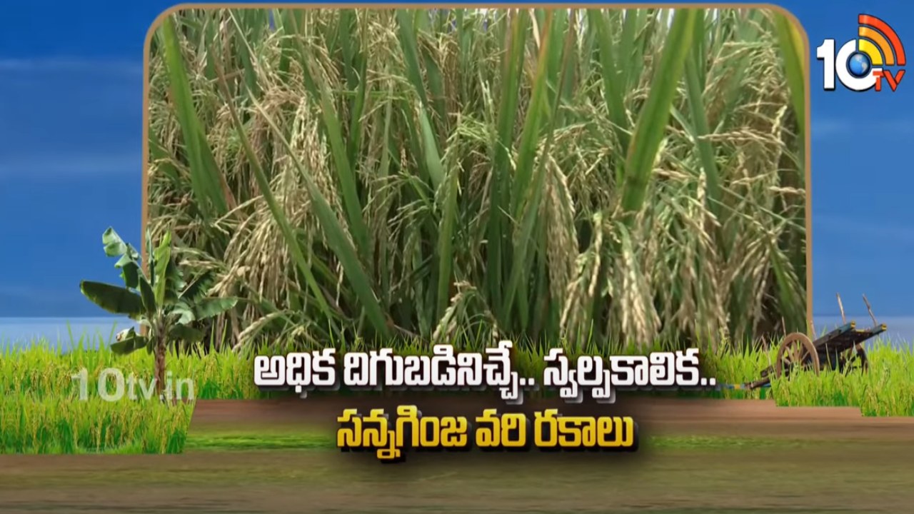 Rice Varieties : ఖరీఫ్కు అనువైన స్వల్పకాలిక సన్నగింజ వరి రకాలు – ఎకరాకు 32 క్వింటాళ్ల దిగుబడి Rice Varieties : ఖరీఫ్కు అనువైన స్వల్పకాలిక సన్నగింజ వరి రకాలు – ఎకరాకు 32 క్వింటాళ్ల దిగుబడి