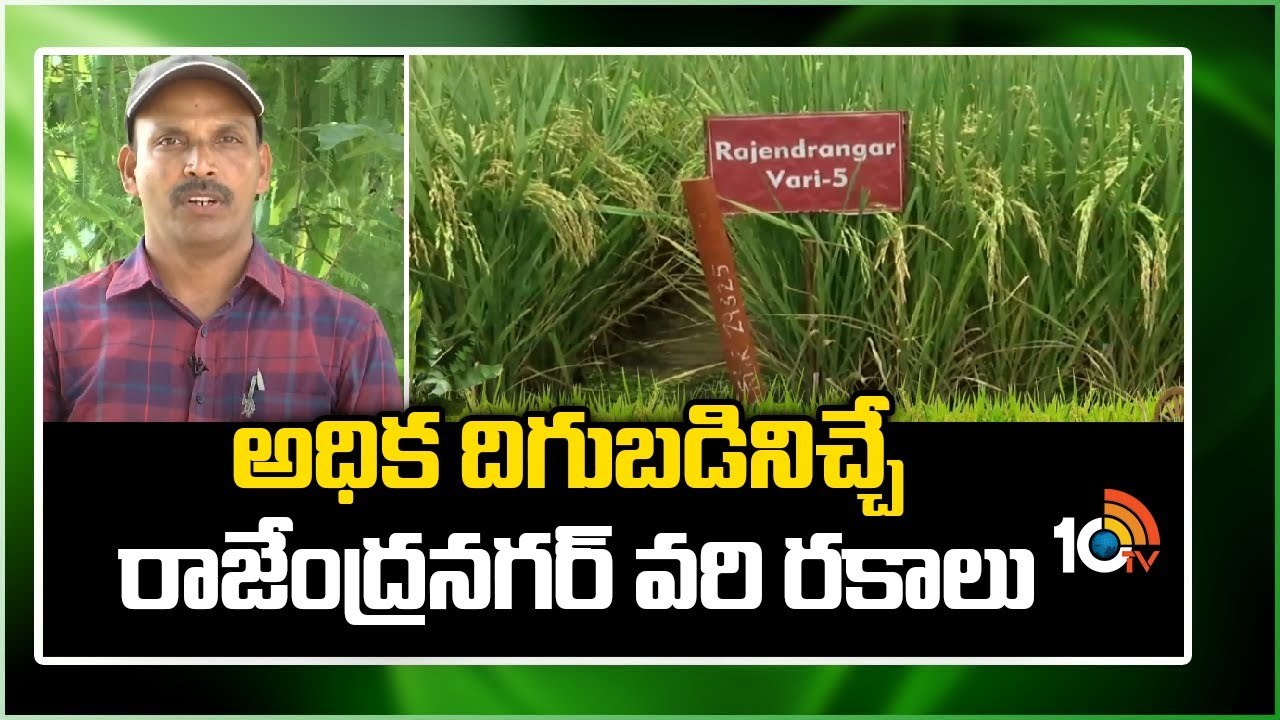 Rice Varieties : అధిక దిగుబడినిచ్చే తెలంగాణకు అనువైన రాజేంద్రనగర్ వరి రకాలు Rice Varieties : అధిక దిగుబడినిచ్చే తెలంగాణకు అనువైన రాజేంద్రనగర్ వరి రకాలు