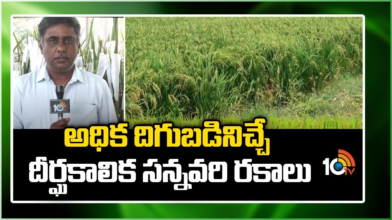 Rice Varieties : ఖరీఫ్కు అనువైన దీర్ఘకాలిక సన్నవరి రకాలు.. అధిక దిగుబడులంటున్న శాస్త్రవేత్తలు Rice Varieties : ఖరీఫ్కు అనువైన దీర్ఘకాలిక సన్నవరి రకాలు.. అధిక దిగుబడులంటున్న శాస్త్రవేత్తలు
