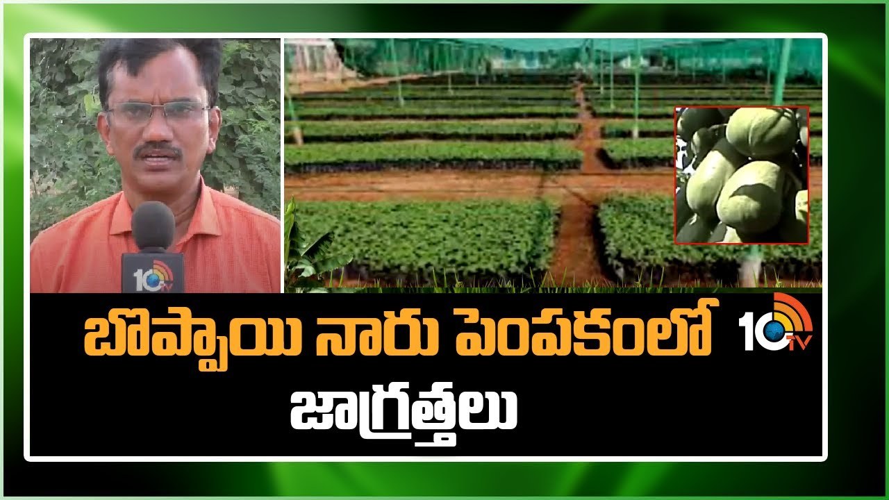 Papaya Seeds : బొప్పాయి నారుమడుల్లో చీడపీడల గండం – నివారణకు చేపట్టాల్సిన చర్యలు Papaya Seeds : బొప్పాయి నారుమడుల్లో చీడపీడల గండం – నివారణకు చేపట్టాల్సిన చర్యలు