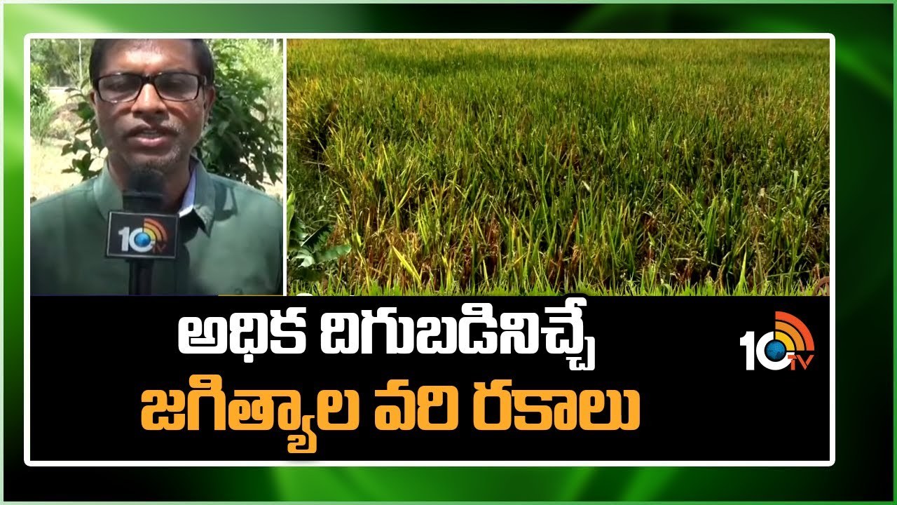 Jagtial Paddy Varieties : అధిక దిగుబడినిచ్చే జగిత్యాల వరి రకాలు Jagtial Paddy Varieties : అధిక దిగుబడినిచ్చే జగిత్యాల వరి రకాలు