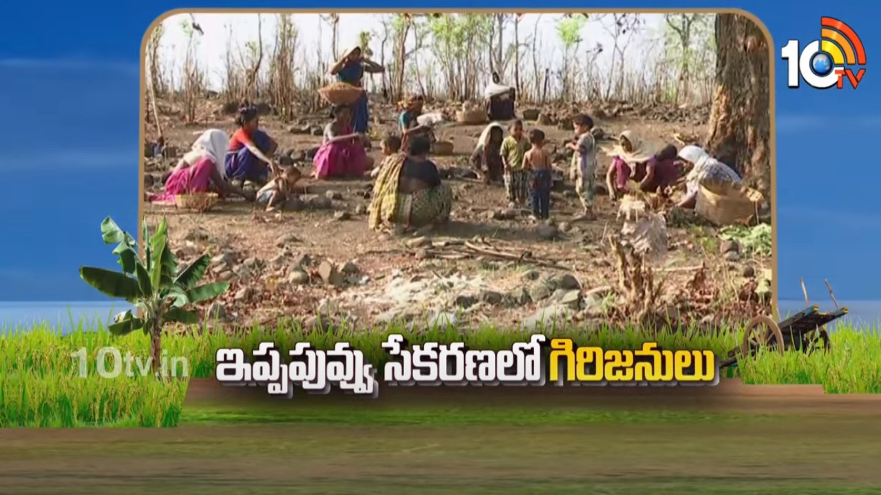 Ippa Puvvu Collection : ఇప్పపువ్వు సేకరణలో గిరిజనులు Ippa Puvvu Collection : ఇప్పపువ్వు సేకరణలో గిరిజనులు