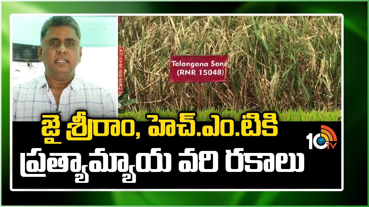 Paddy Cultivation : జైశ్రీరాం, హెచ్.ఎం.టికి ప్రత్యామ్నాయ వరి రకాలు.. అతి సన్నగింజ రకాలు Paddy Cultivation : జైశ్రీరాం, హెచ్.ఎం.టికి ప్రత్యామ్నాయ వరి రకాలు.. అతి సన్నగింజ రకాలు