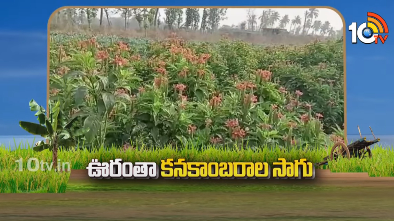 కూరగాయలతో పాటు కనకాంబరాల సాగు.. తక్కువ పెట్టుబడి, అధిక దిగుబడులు కూరగాయలతో పాటు కనకాంబరాల సాగు.. తక్కువ పెట్టుబడి, అధిక దిగుబడులు