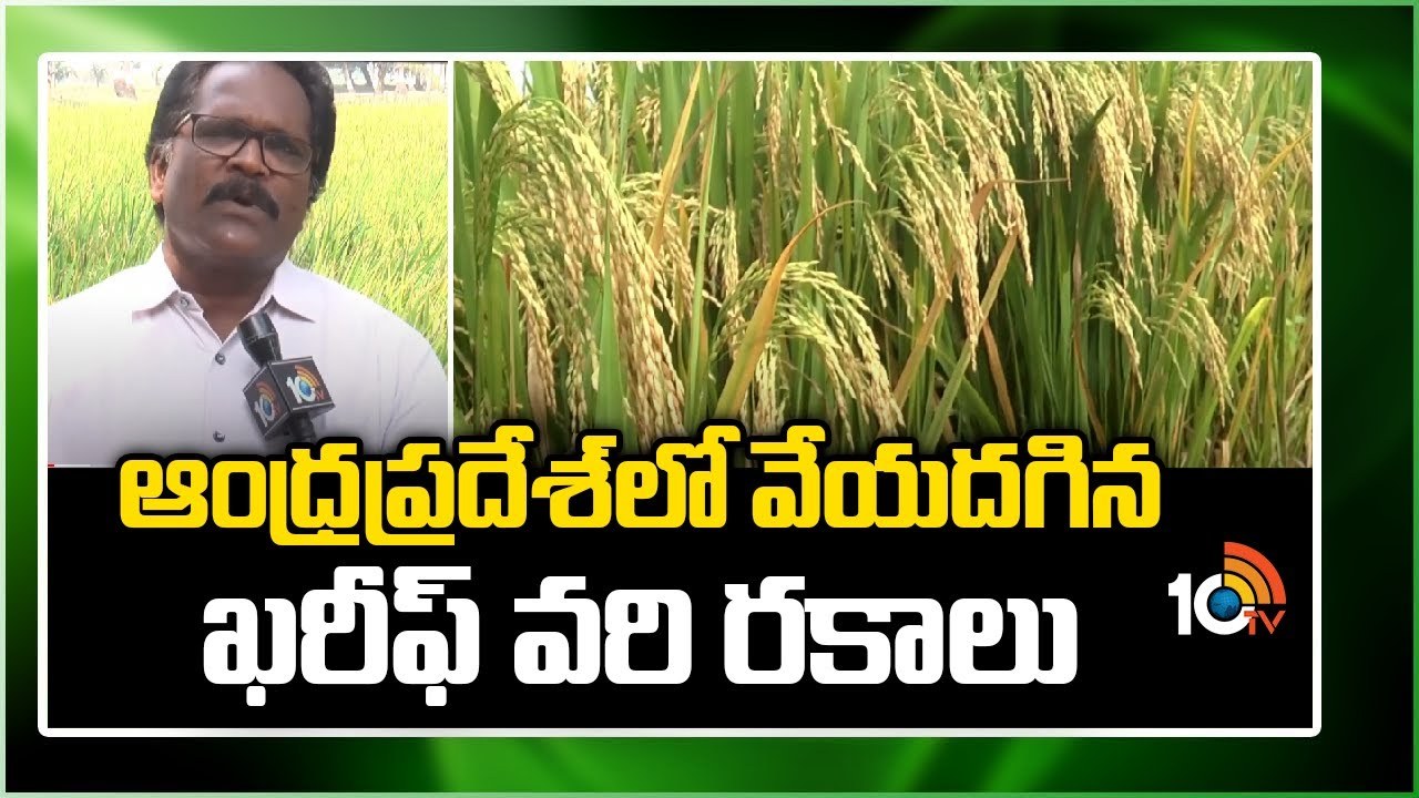Kharif Crops : ఆంధ్రప్రదేశ్లో వేయదగిన ఖరీఫ్ వరి రకాలు Kharif Crops : ఆంధ్రప్రదేశ్లో వేయదగిన ఖరీఫ్ వరి రకాలు