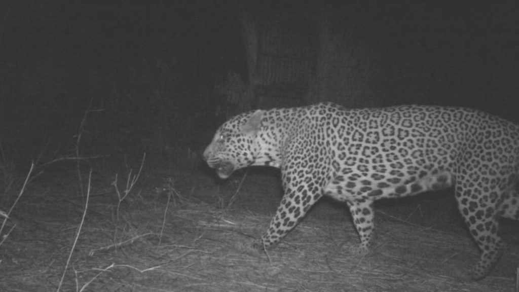 Leopard