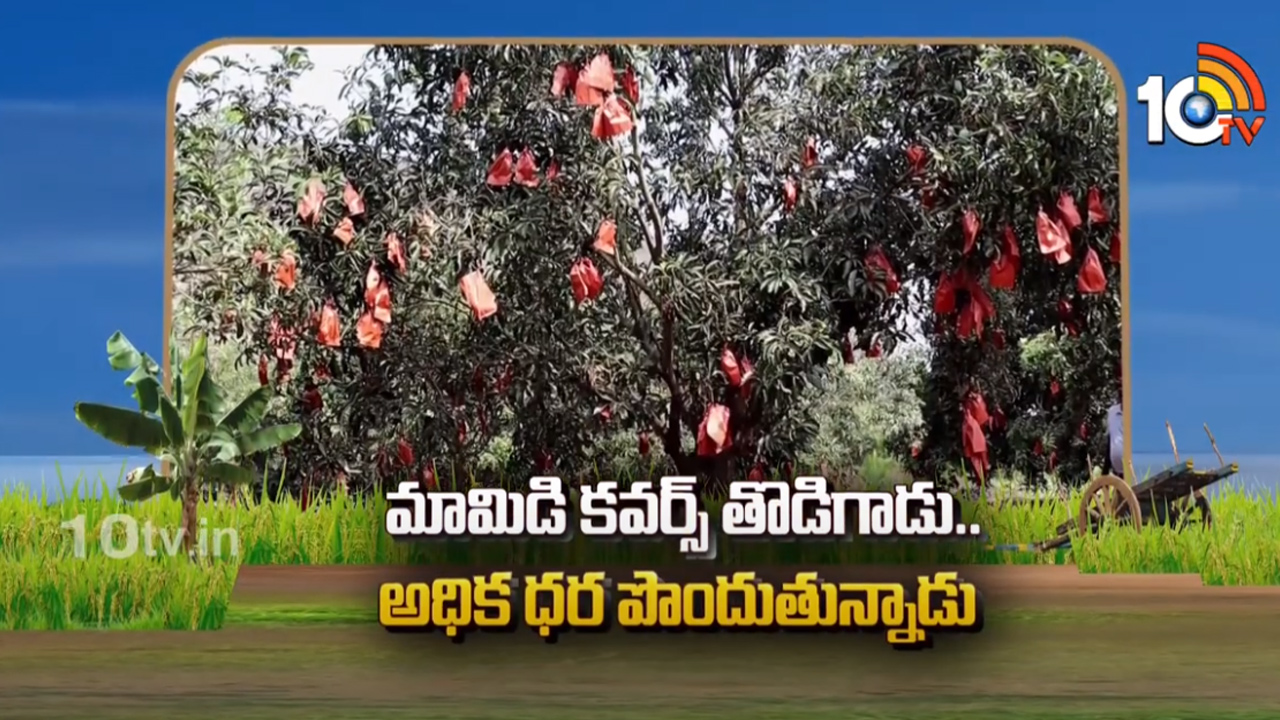 ఫ్రూట్ కవర్స్తో మామిడి రైతులకు మంచి ఫలితాలు ఫ్రూట్ కవర్స్తో మామిడి రైతులకు మంచి ఫలితాలు