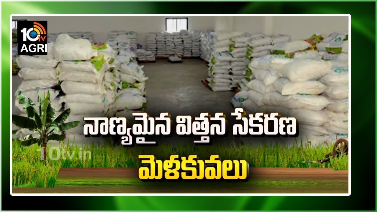 Seeds Plants : ఖరీఫ్ సాగుకు సన్నద్ధమవుతున్న రైతులు – విత్తన సేకరణలో పాటించాల్సిన మెళకువలు Seeds Plants : ఖరీఫ్ సాగుకు సన్నద్ధమవుతున్న రైతులు – విత్తన సేకరణలో పాటించాల్సిన మెళకువలు