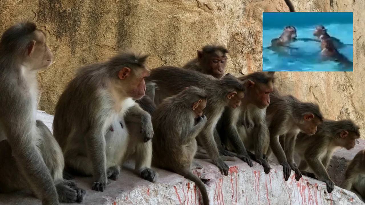 Viral Video: ఎండల వేడిని తట్టుకోవడానికి ఈ మంకీ గ్యాంగ్ ఏం చేసిందో చూడండి.. Viral Video: ఎండల వేడిని తట్టుకోవడానికి ఈ మంకీ గ్యాంగ్ ఏం చేసిందో చూడండి..