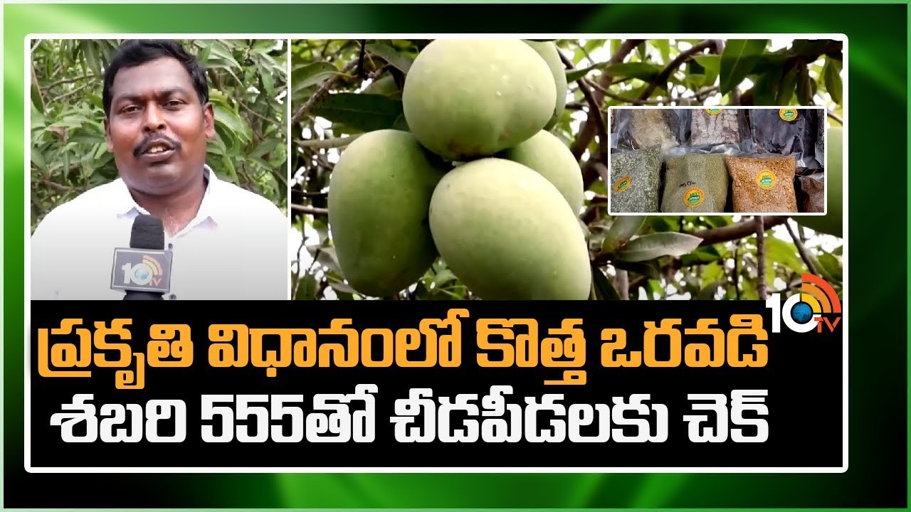 Natural Farming : ప్రకృతి విధానంలో కొత్త ఒరవడి.. శబరి 555తో చీడపీలకు చెక్ Natural Farming : ప్రకృతి విధానంలో కొత్త ఒరవడి.. శబరి 555తో చీడపీలకు చెక్