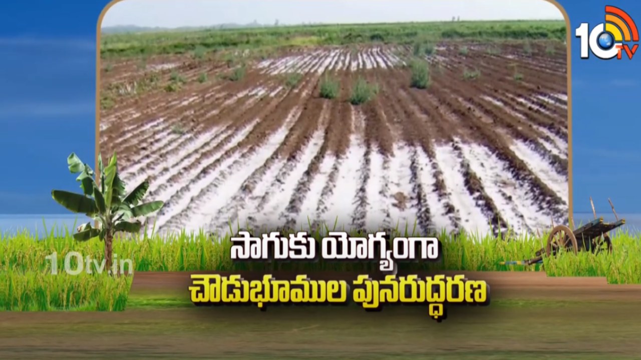 Natural Farming : సాగుకు యోగ్యంగా చౌడుభూముల పునరుద్ధరణ Natural Farming : సాగుకు యోగ్యంగా చౌడుభూముల పునరుద్ధరణ