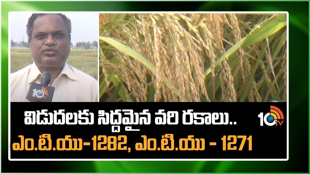 Paddy New Varieties : అధిక దిగుబడినిచ్చే మారుటేరు వరి రకాలు.. ఎం.టి.యు – 1282, ఎం.టి.యు – 1271 Paddy New Varieties : అధిక దిగుబడినిచ్చే మారుటేరు వరి రకాలు.. ఎం.టి.యు – 1282, ఎం.టి.యు – 1271