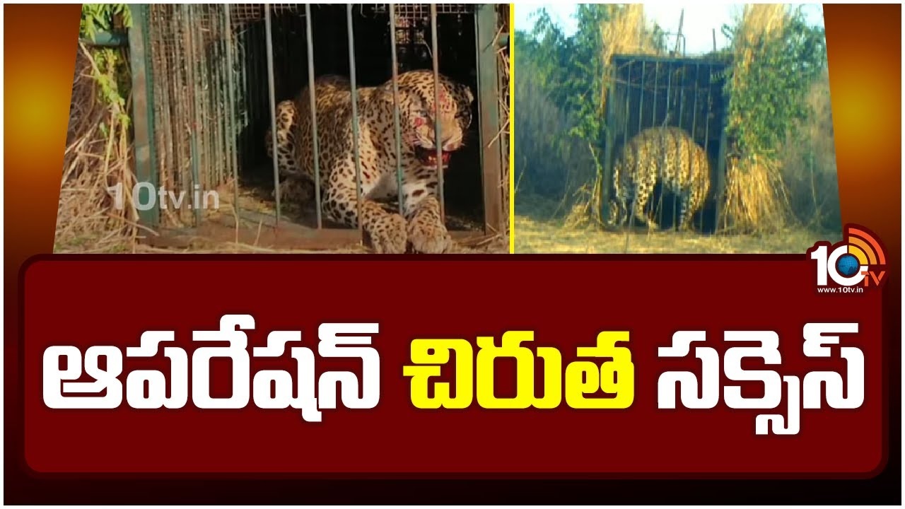 Leopard Shamshabad Airport : హమ్మయ్య చిరుత చిక్కింది